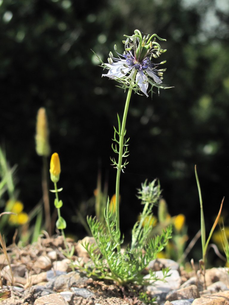Nigella damascena
